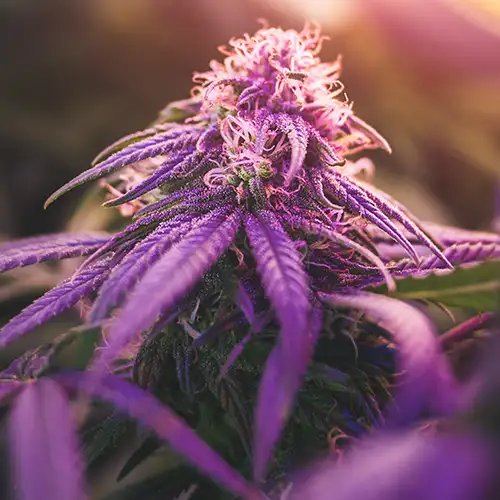 Purple cannabis flower